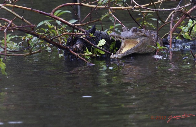 189 LOANGO Inyoungou Riviere Reptile Faux-Gavial Crocodylus cataphractus 12E5K2IMG_79372wtmk.jpg